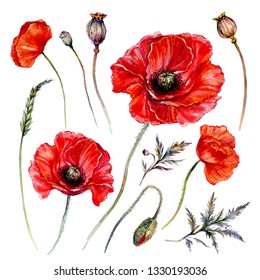Watercolor Botanical Illustration of Red Poppy Blossoms, Buds, Pods, and Leaves Isolated on White. Vintage Style Floral Collection. Blooming Bouquet of Red Flowers.