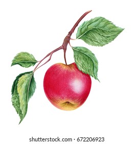 Watercolor botanical illustration of red realistic apple with leaves. Colorful. Fresh. Isolated on white