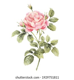Watercolor botanical illustration of rose for you design. Natural object isolated on white background. Сan be used as a greeting card or for a wedding invitation.