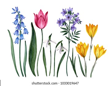Watercolor botanical illustrations – spring  flowers clip art. Watercolor clip art with spring flowers on white background. Spring watercolor flowers isolated on white background.