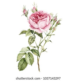 Watercolor botanical rose and small buds. Isolated on white background for your design. Can be used as a greeting card