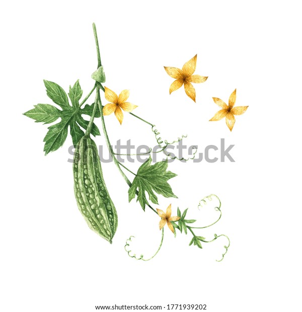 白い背景に水彩植物セット 花と枝はモモルディカ モモルディカ ゴーヤ ゴーヤリンゴ ゴーターグールド ゴータースカッシュ バルサムナシ デザイン用の手描きの花柄エレメント のイラスト素材