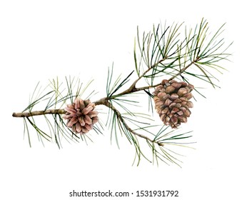 20,031 Watercolor evergreen Images, Stock Photos & Vectors | Shutterstock