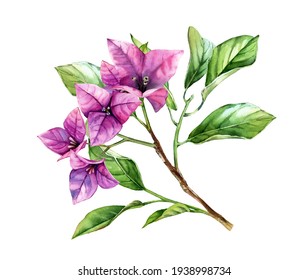 Watercolor bougainvillea flowers. Tree branch with leaves in blossom. Hand painted floral tropical artwork. Botanical illustrations isolated on white