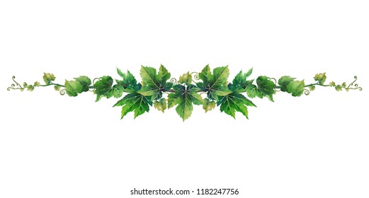 Watercolor branch with grape leaves and curly elements. Hand painted art isolated on white background