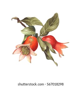 Watercolor branch of pomegranate fruit, isolated on white background. Hand drawn botanical illustration for Save the Date, Valentines day Cards, Wedding invitation, Covers. Poster & textile design. 
