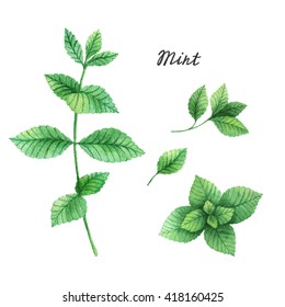 Watercolor branches and leaves of mint . Eco products isolated on white background. Illustration of culinary herbs and spices to your menu.