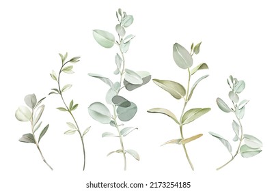 2,865 Eucalyptus Aquarelle Images, Stock Photos & Vectors 