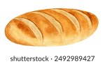 Watercolor bread loaf brown bakery crust. French loaf isolated on white background. Watercolor painting tasty meal