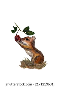 Watercolor brith illustration of forest animal mouse holding a branch of Dog-rose isolated on white background. 