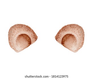 Watercolor Brown Bear Ears Isolated On White Background