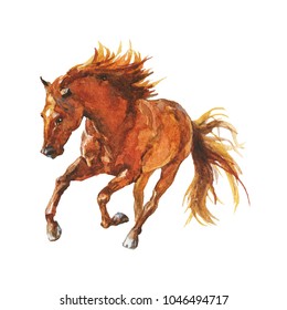 Watercolor brown horse runs galloping. Hand drawn beautiful arabian, mustang,  thoroughbred stallion on white background. Painting animal illustration