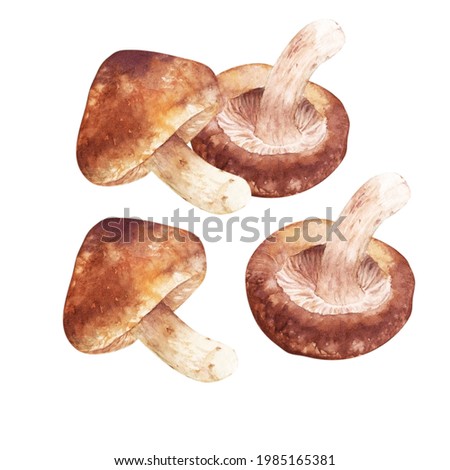 Watercolor Brown mushroom Shiitake 
 mushrooms Oriental  Japan