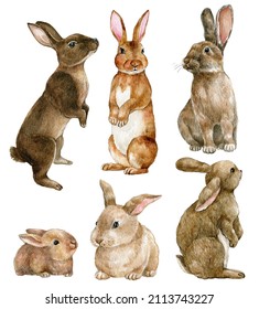 Watercolor bunny set, brown easter rabbits, spring bunny, cute fluffy pet, farmhouse animal. Isolated on white background
