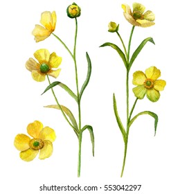 Watercolor buttercup flower set isolated on white background, hand drawn floral illustration.