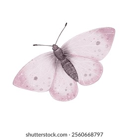 Watercolor butterfly illustration. High quality illustration. The insect in delicate pink and rose shades. Image for bouquet decor, typography, labels, stickers, printing on dishes, textiles - Powered by Shutterstock