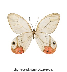 Watercolor Pink Butterfly Isolated Illustration Stock Illustration ...