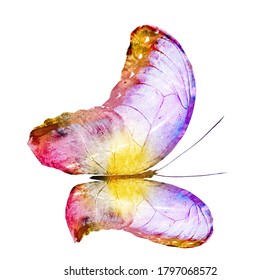 Watercolor Butterfly Isolated On White Background Stock Illustration ...