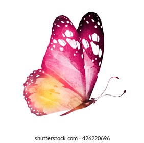 Watercolor Butterfly , Isolated On White