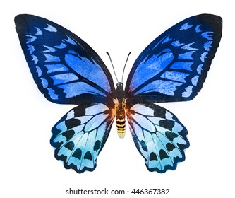 Watercolor Butterfly Isolated On White Stock Illustration 446367382 ...