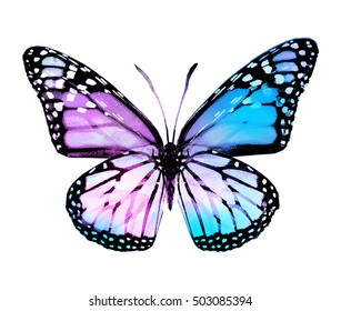 Watercolor Butterfly Isolated On White Stock Illustration 503085400