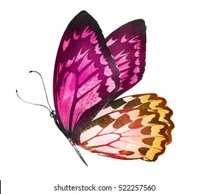 Watercolor Butterfly , Isolated On White