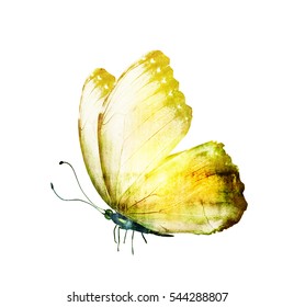 267,666 Tropical butterflies Images, Stock Photos & Vectors | Shutterstock