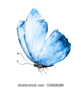 Watercolor butterfly, isolated on white background