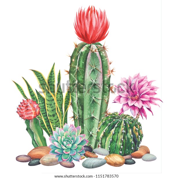 Watercolor with cactus garden. Raster\
illustration. Illustration for greeting cards, invitations, and\
other printing projects. on white background.High\
resolution.Clipping path\
included.