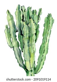 Watercolor Cactus Isolated On White Background.