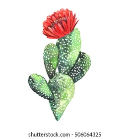 Watercolor Cactus. Original watercolor. Illustration for greeting cards, invitations, and other printing projects.