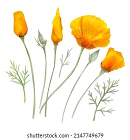 Watercolor california orange poppies isolated. Hand painted illustration with sunny bright orange and yellow flowers to design invitations, postcards and other print