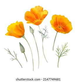 Watercolor California Orange Poppies Isolated. Hand Painted Illustration With Sunny Bright Orange And Yellow Flowers To Design Invitations, Postcards And Other Print