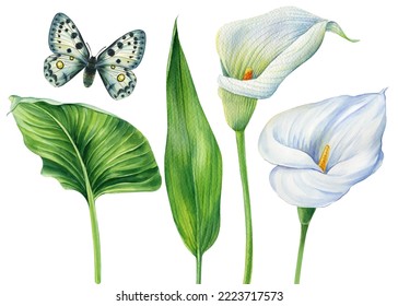 Watercolor calla lilies  leaves   butterfly  Watercolor botanical painting  hand drawn flowers isolated background