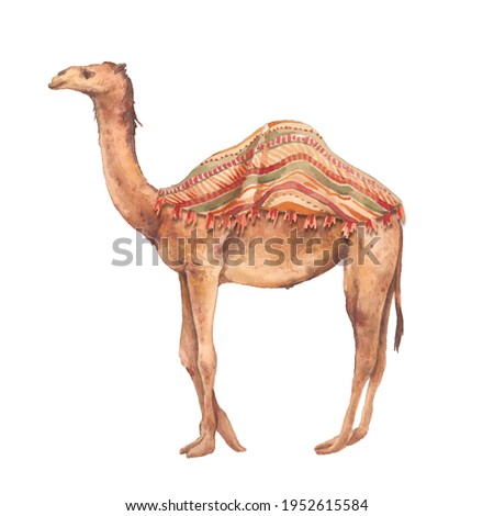 Watercolor camel illustration. Hand drawn camel artwork.
