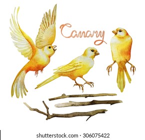 Watercolor Canary Set: Sitting And Flying Birds, Branches. Isolated Design Elements