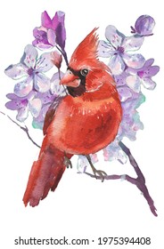 Watercolor Cardinal birds and cherry blossom flower. Realistic sketch drawing. Watercolor illustration.