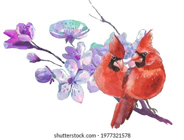Watercolor Cardinal birds and cherry blossom flower. Realistic sketch drawing. Watercolor illustration.
