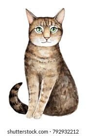 Watercolor cat portrait  Big green eyes  striped tabby coat pattern  looking away intellectually  Fluffy  sweet   pretty  Hand painted water color art illustration  cut out  white background 
