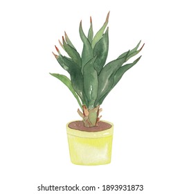 Watercolor Century Plant Illustration Isolated On White.  Botanical Illustration. Home Potted Plant. Nature Trend. Hand Drawn Hand Painted Watercolor Clipart. House Palm Plant. 