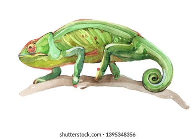 3,651 Watercolor Chameleon Images, Stock Photos & Vectors | Shutterstock