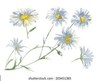 Watercolor Chamomile Flower Set