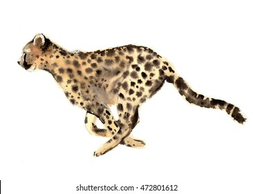 Gepard Speed Bilder Stockfotos Und Vektorgrafiken Shutterstock