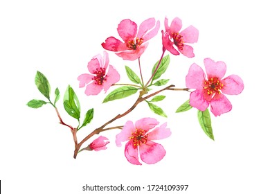 Watercolor cherry blossom flower wreath. Sakura beautiful spring floral art. Colorful illustration isolated on white background. Perfectly for greeting wedding card design.