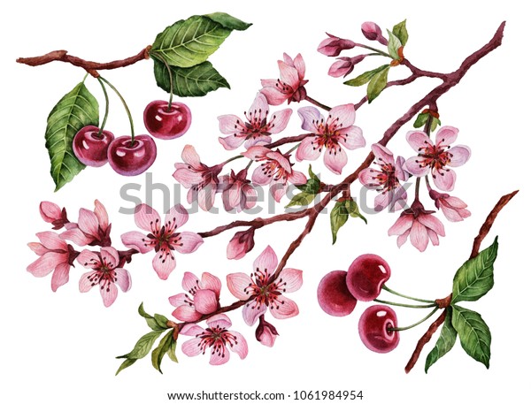 白い背景に水彩の桜セット 手描きのイラストと花とベリー のイラスト素材