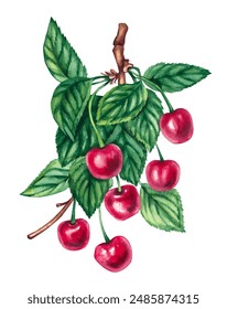 Watercolor cherry. Watercolor cherry branch. Cherry branch with leaves and berries. Cherry hand drawn elements for the design of packaging, menu, products, cards