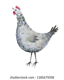 Сute watercolor chicken on the white background. Realistic sketch of farm animal.