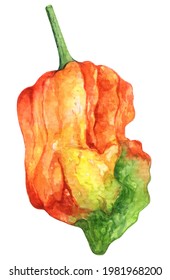 Watercolor Chilli Pepper On White Background