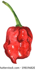 Watercolor Chilli Pepper On White Background