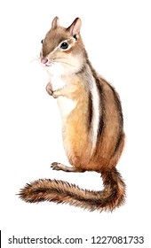 Watercolor Chipmunk, Illustration On White Background